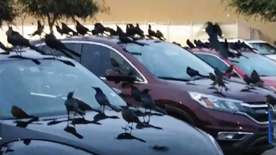 Najezda crnih ptica u Americi (VIDEO)