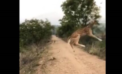 “Leteći jelen” osvojio Internet (VIDEO)