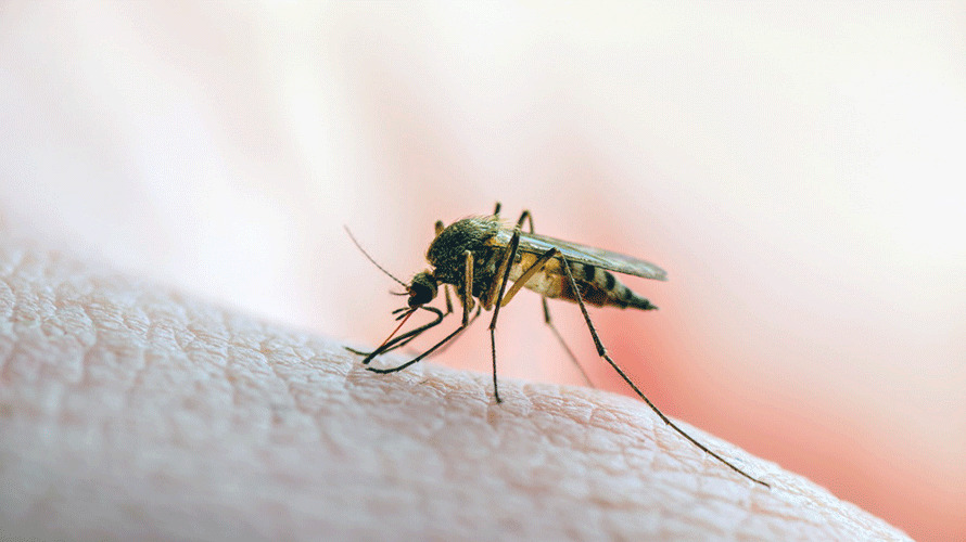 Zašto nas grizu komarci