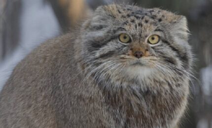 Rijetka vrsta mačke otkrivena na najvišoj planini na svijetu