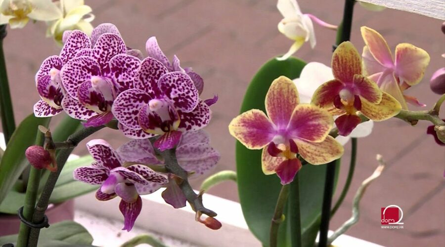 Kako da vam orhideja cvjeta tokom cijele godine
